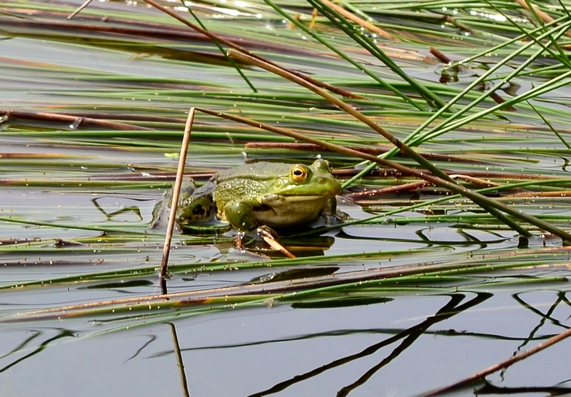 Che fame!! - Pelophylax sp.